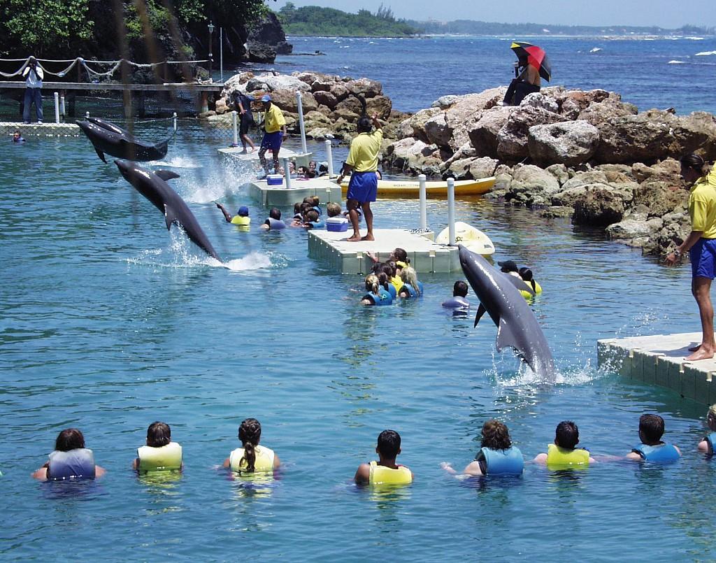Dolphin Cove en Ocho Ríos