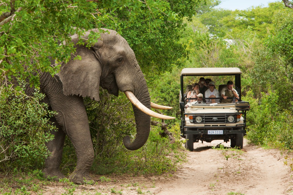 Los safaris son uno de los grandes atractivos turísticos que ofrece Sudáfrica FOTO: TBP