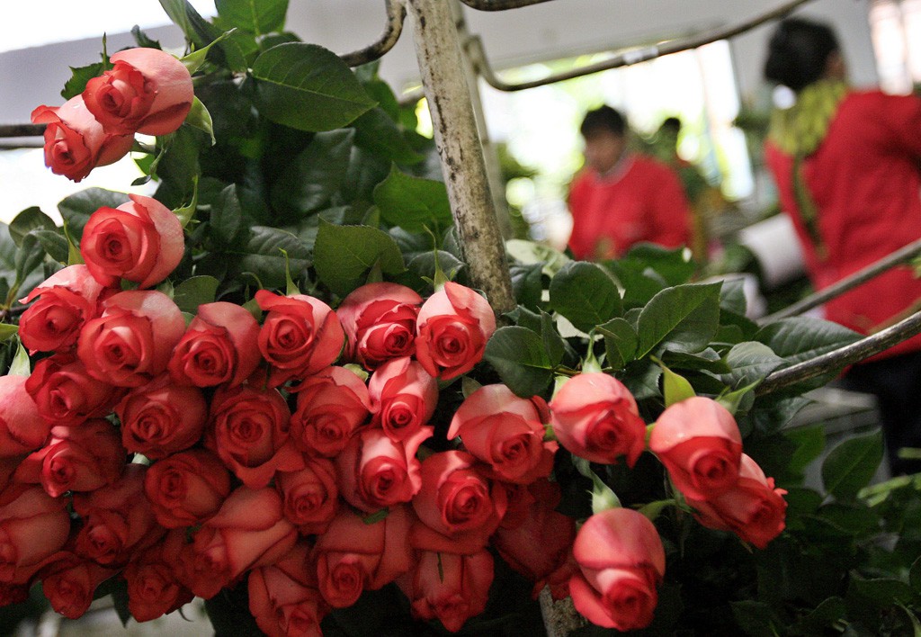 Por la excelente calidad de la rosa de Colombia, el país tiene grandes extensiones dedicadas a su cultivo.