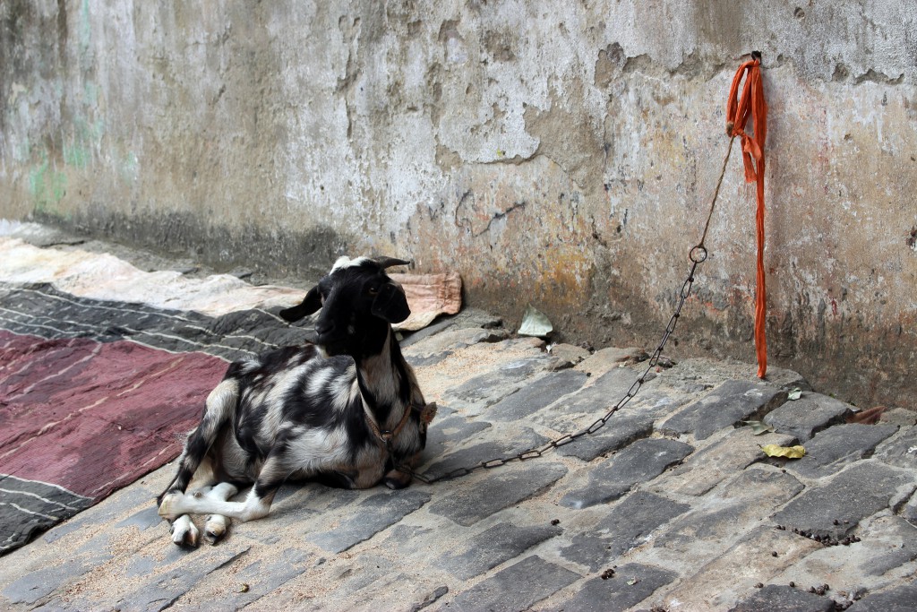 cabra en calle de Calcuta