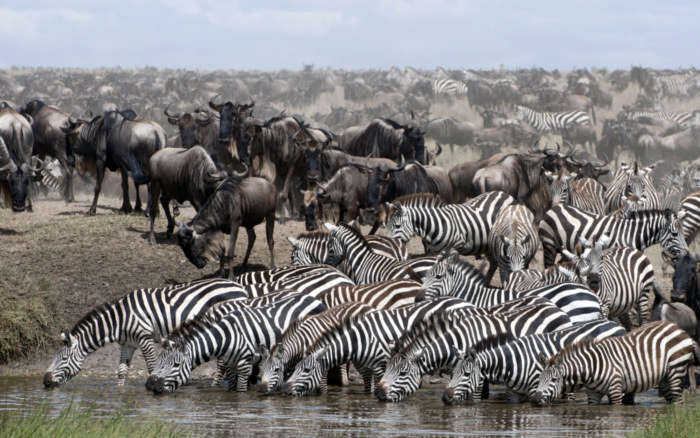 Uno de los mejores momentos para viajar al Parque Nacional de Serengeti en Tanzania es en mayo cuando se puede contemplar el gran espectáculo de la migración.