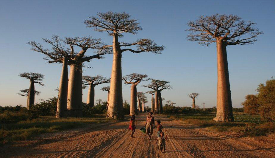 Se trata de un camino sobre tierra rojiza lleno de los peculiares árboles de baobab, de 30 metros de altura y ocho siglos de antigüedad.