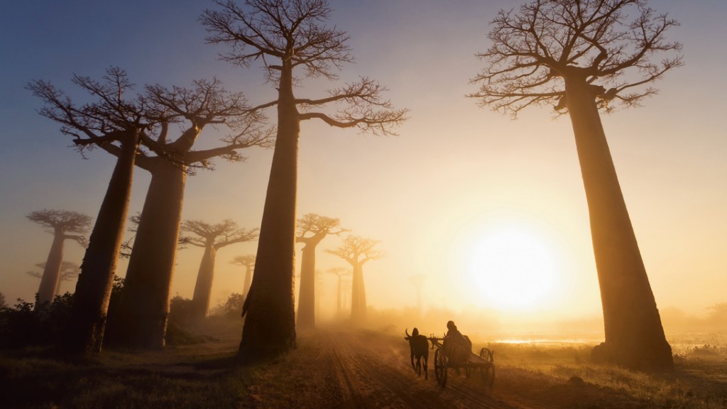 La Avenida de los Baobabs de Madagascar, apenas quedan 25 baobabs de lo que en su día era un denso bosque tropical.
