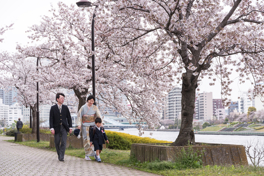 Cerezos en flor a lo largo del río Sumida-gawa