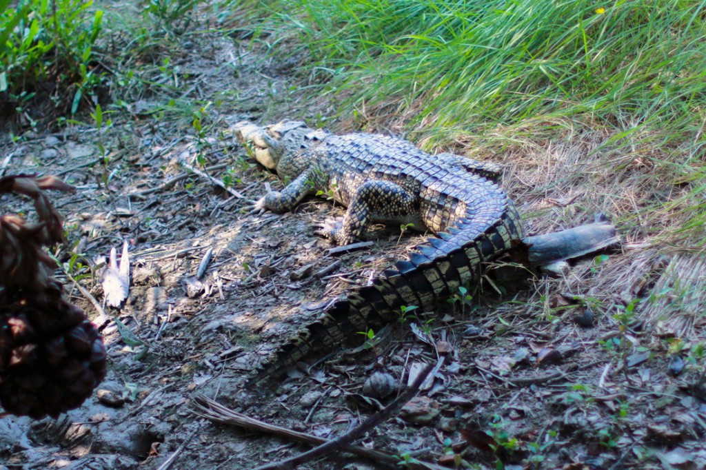 Un cocodrilo descansa plácidamente a la sombra de un árbol. 