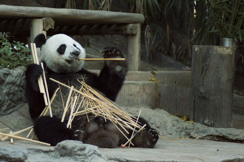 El icónico oso panda de China tiene un dulce hogar en Chongqing, dentro del Parque Zoológico.