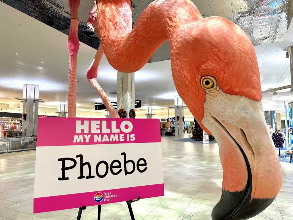 El flamenco Phoebe consiguió su identidad por votación popular.